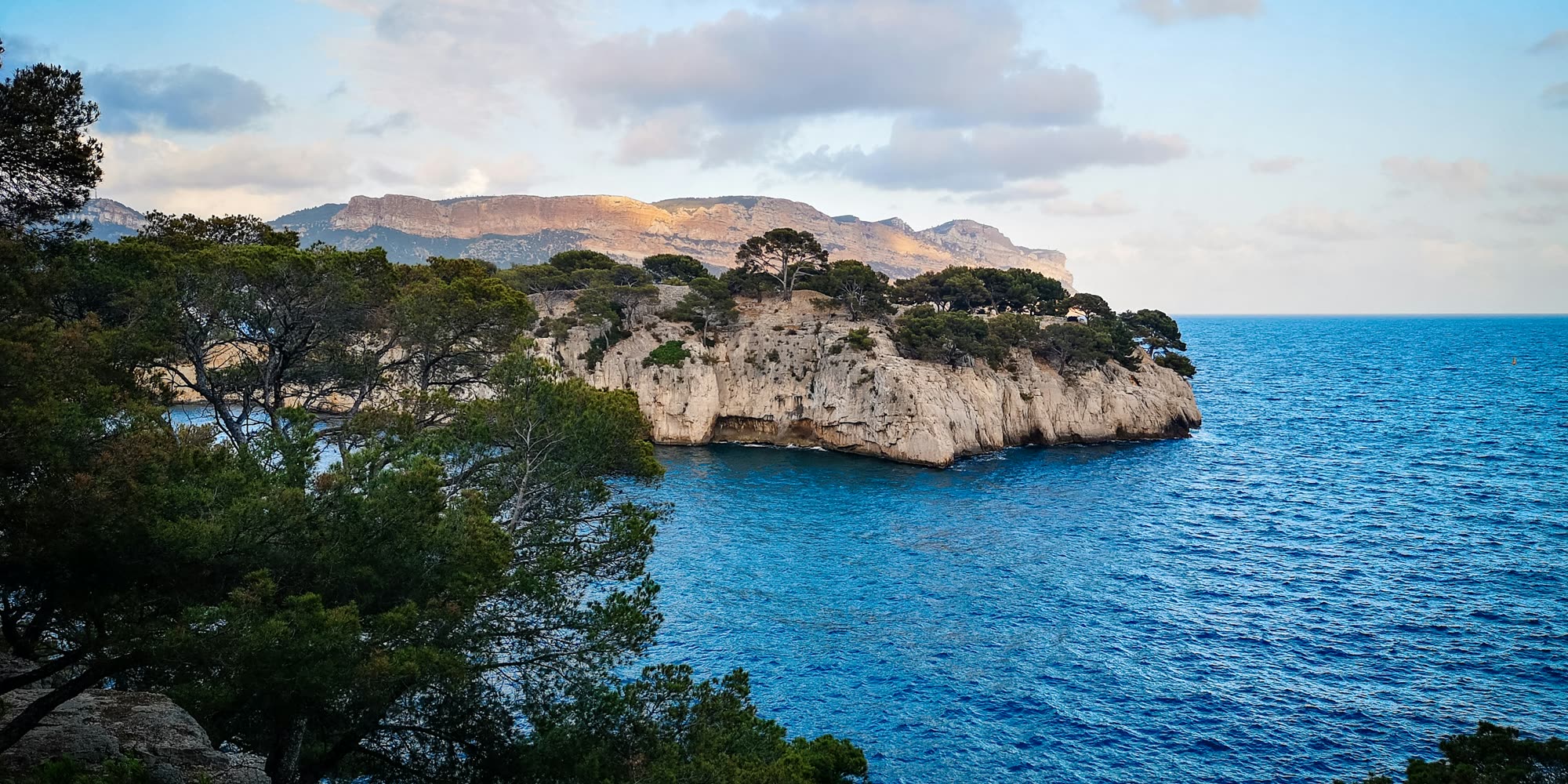 Umbrella pines and a white limestone headland above deep blue sea.