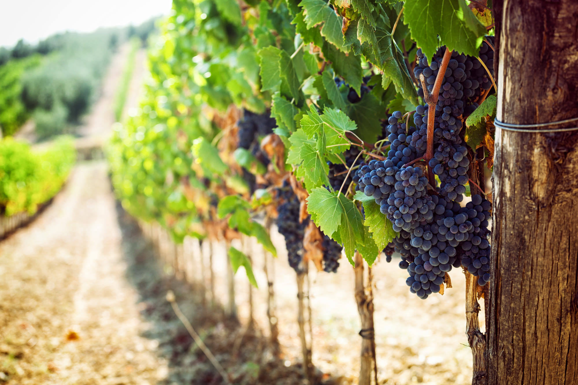 Ripe red grapes on the vine.